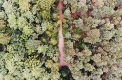 植物世界里的趣闻，揭秘那些奇趣植物的名字