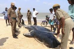 微特稿·生态与环境头领航鲸在英国海滩搁浅死亡