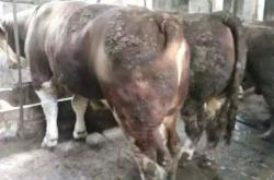 肉牛养殖户困局待解