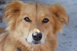 居民被自家狗咬伤患狂犬病死亡