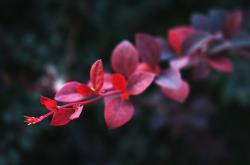 谷雨时节与星座的奇妙邂逅，探索春末夏初的星象奥秘