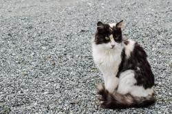 薛定论的猫，探索量子力学的神秘推牌游戏