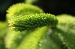 植物世界里的趣闻有哪些种类，探索自然界的绿色奇迹