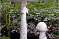 1.智能化种植技术
