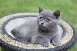 蓝猫创客是干什么的
