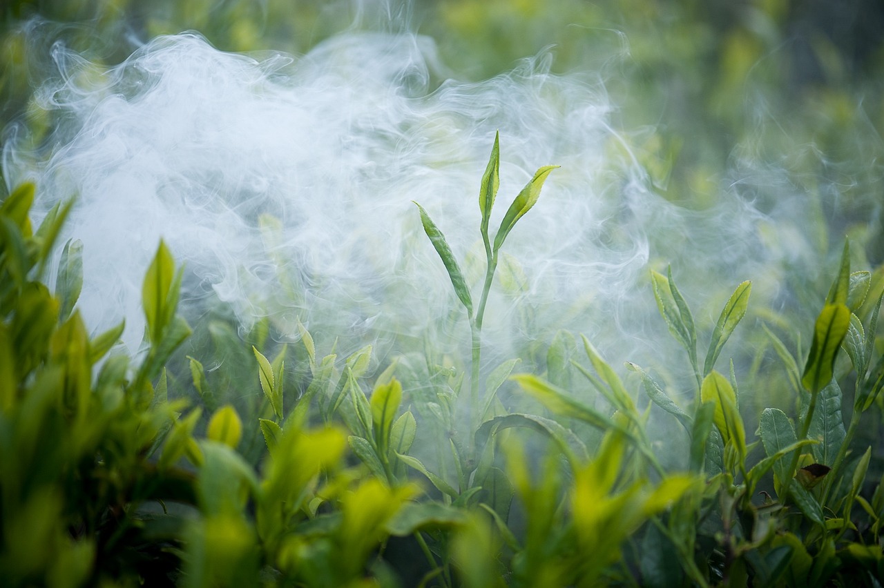 揭秘安吉白茶的绿色魅力，源自天堂的茶中珍品