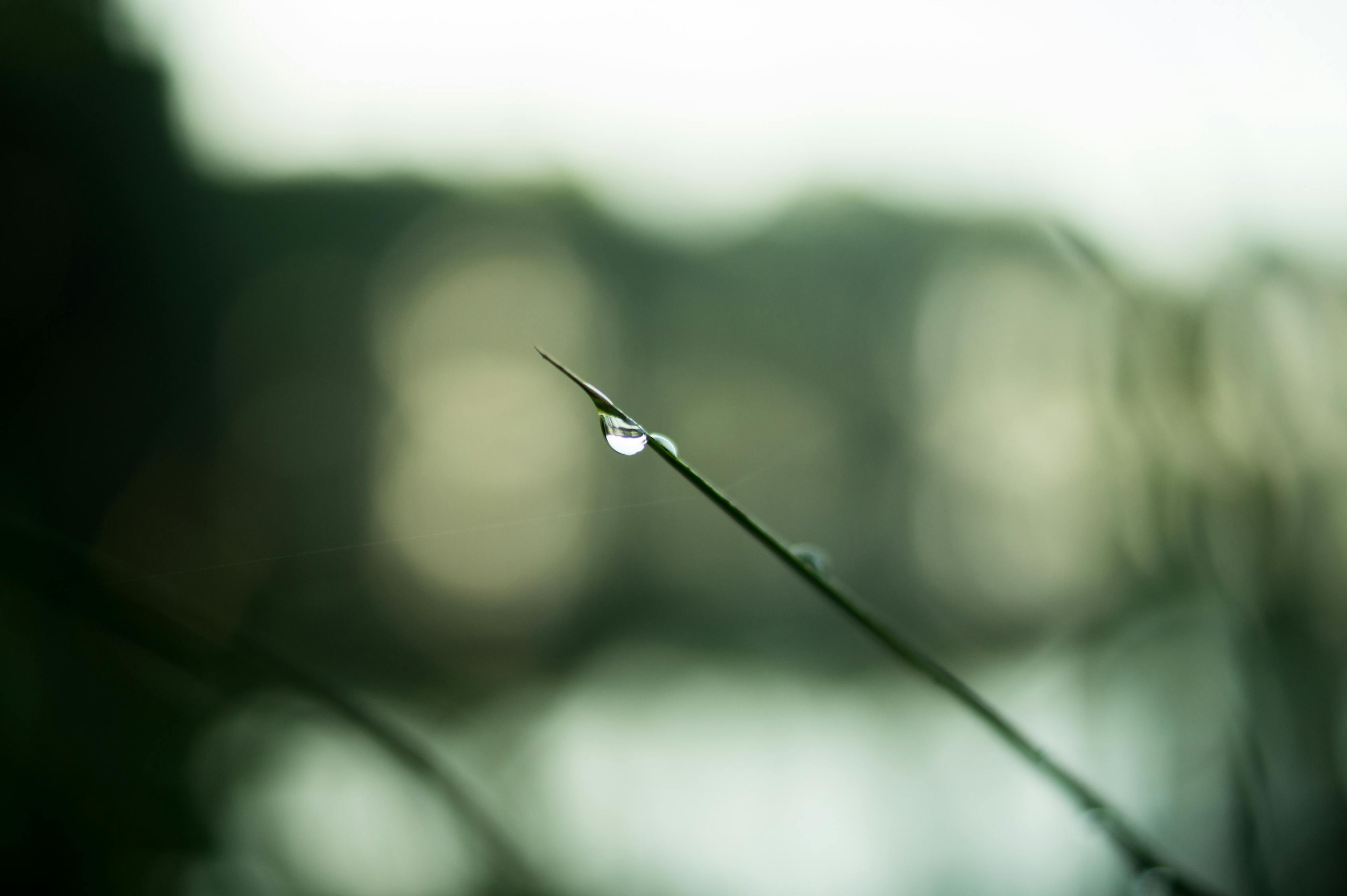 揭秘2020年谷雨节气的日期与背后的文化寓意