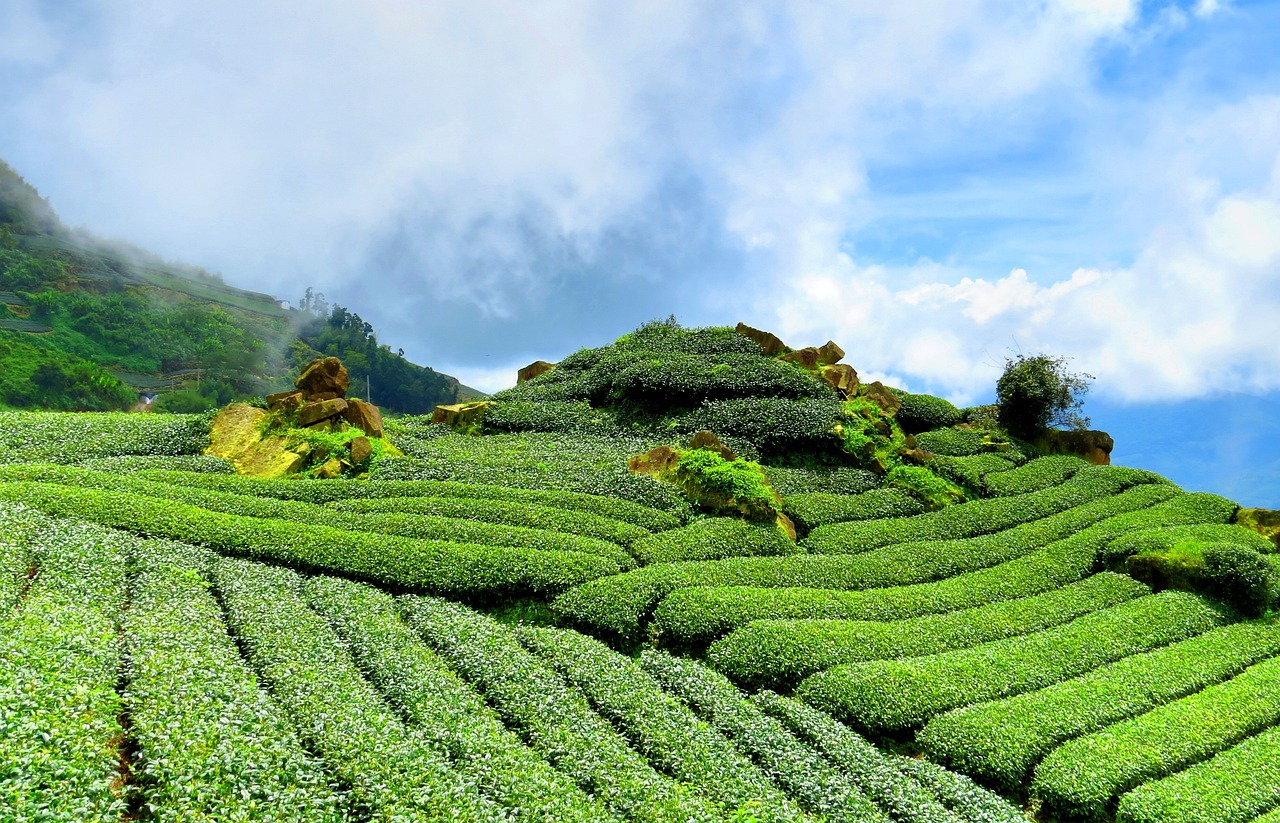 探秘中国茶城，追溯五千年的茶香之旅——走进茶叶之都的深度解析