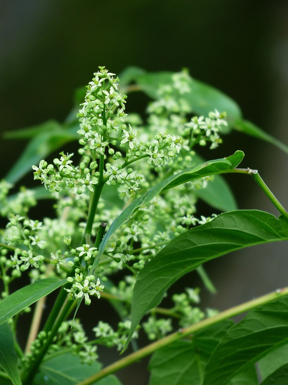 揭秘杜仲茶的神奇功效，养生保健的绿色良品