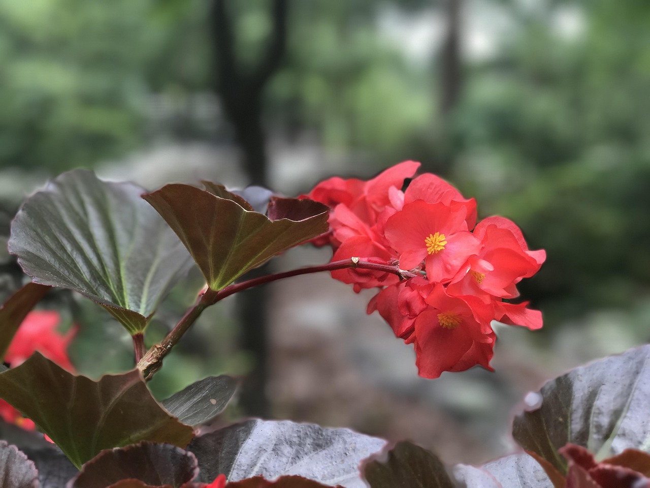 梅花香传千载，探析中国诗词中的梅花意象与人生哲理