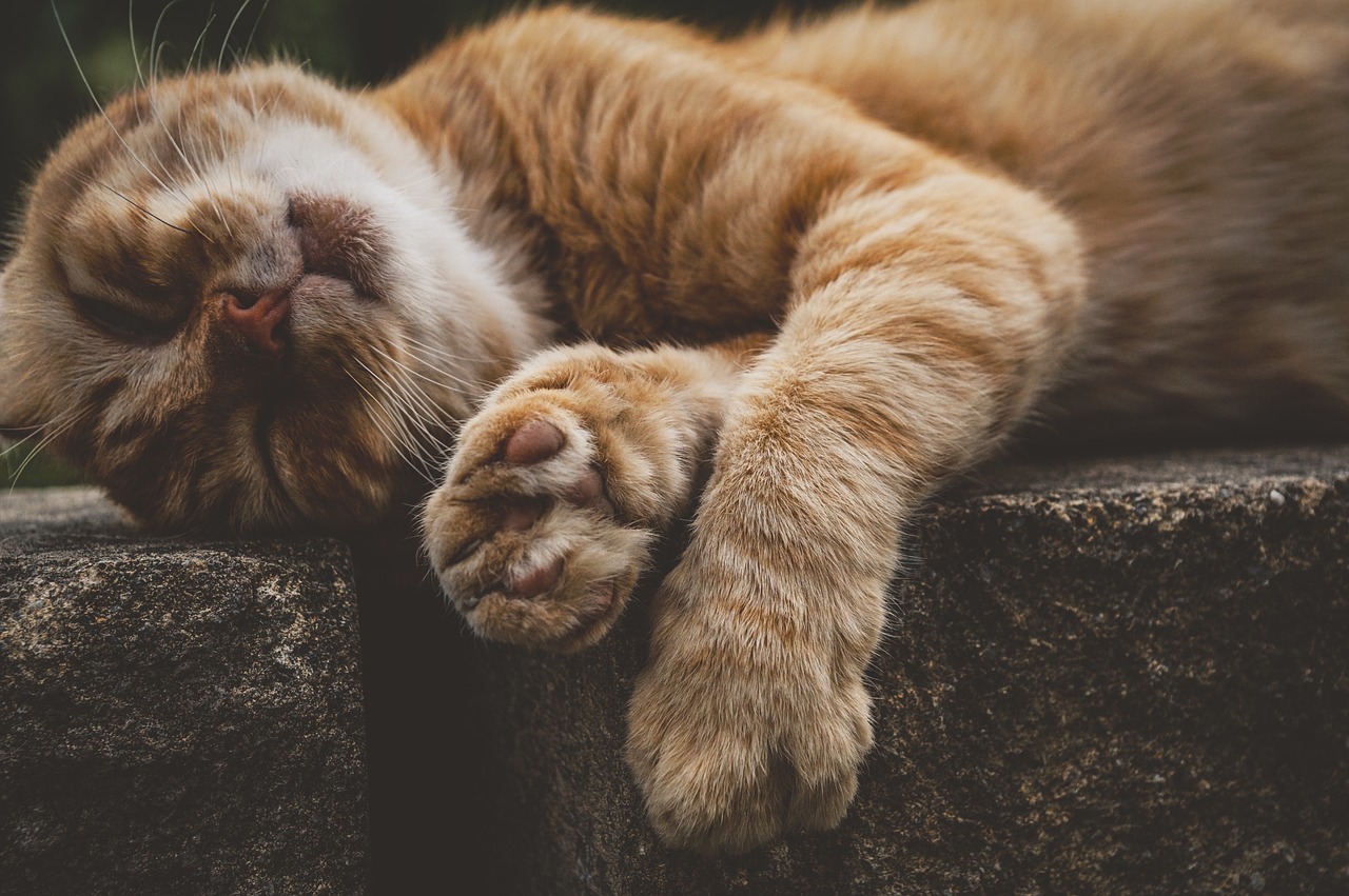 顺风车司机以扔猫威胁主人打钱