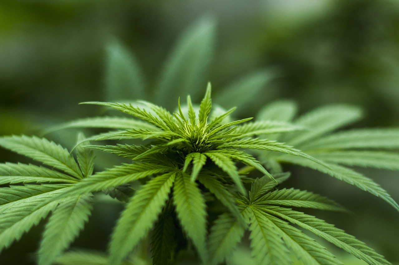 广州疫情新动态，了解最新的政策与应对措施