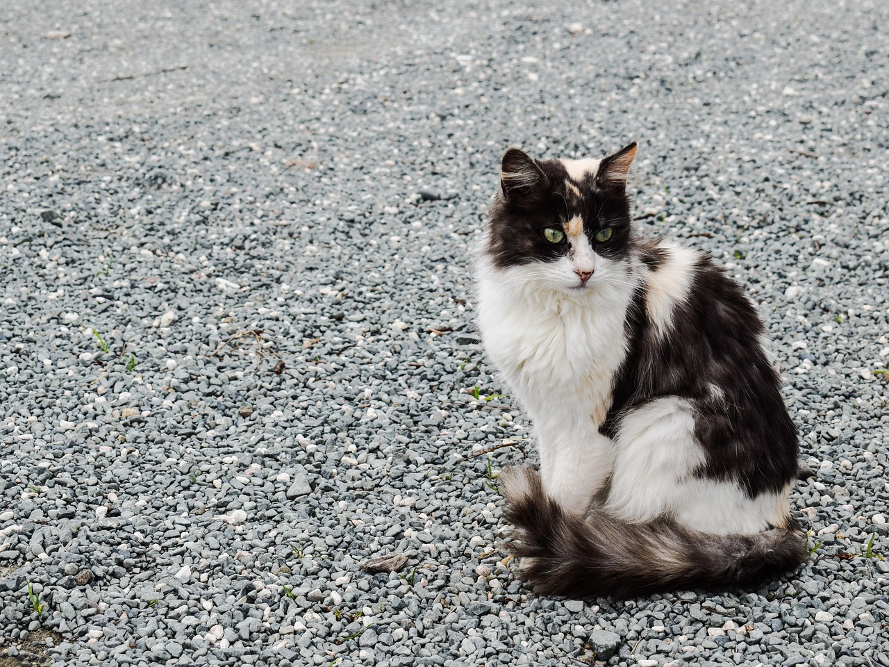 薛定论的猫，探索量子力学的神秘推牌游戏