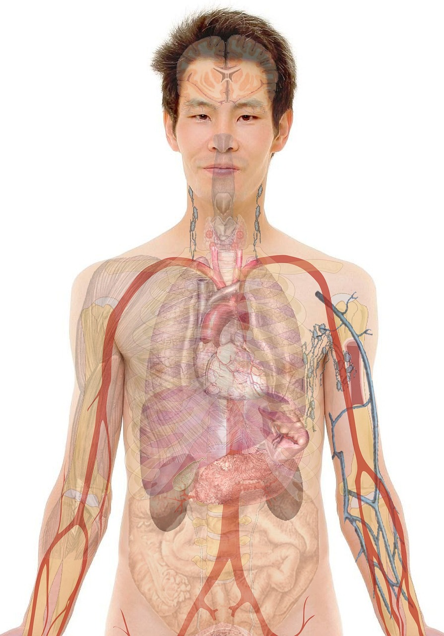前臂肌肉解剖图的深度解析，分层结构与功能