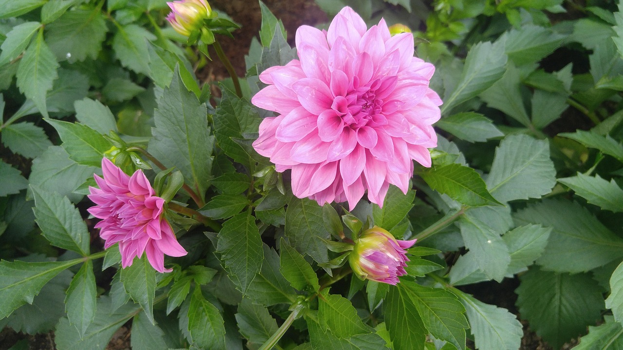 海棠花开，美丽与误解，深入了解海棠花的真相
