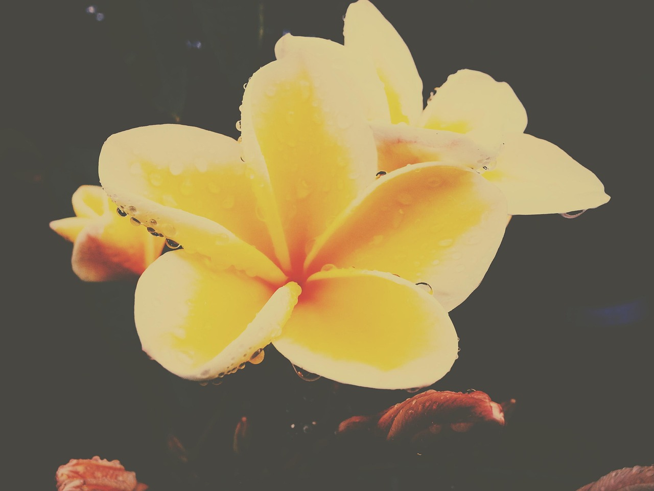 谷雨时节，春末的雨，滋润大地的序曲