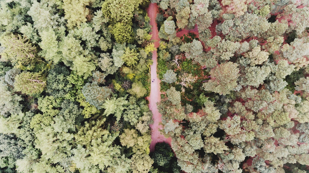 植物世界里的趣闻，揭秘那些奇趣植物的名字